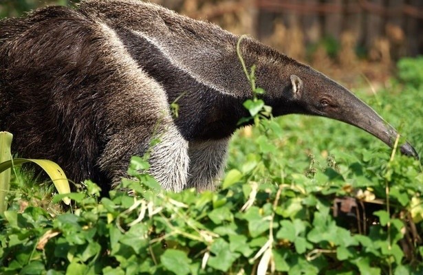 South America's weirdest animals