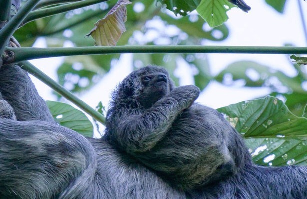 South America's weirdest animals