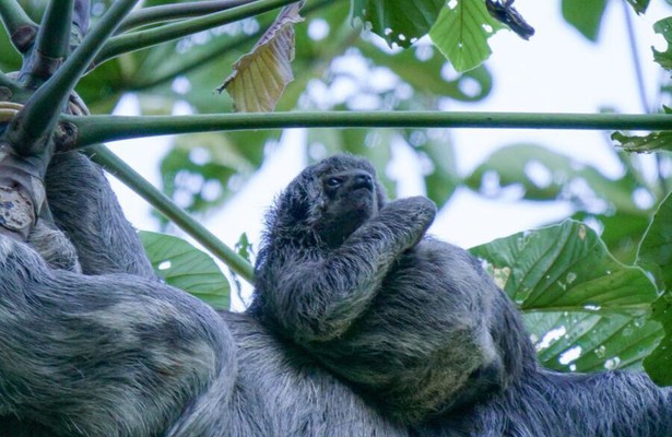 South America's weirdest animals