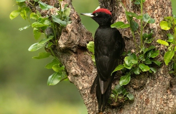Spechten: het hele verhaal