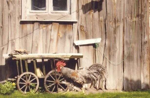 Spreewald - Labyrinth des Wassermanns