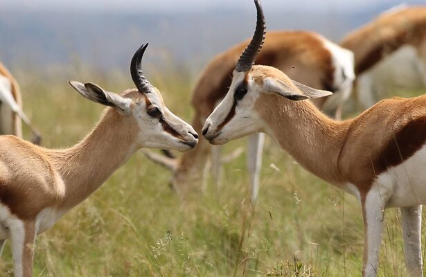 Op safari