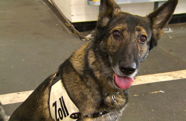 Spürnase, Fährtensau & Co