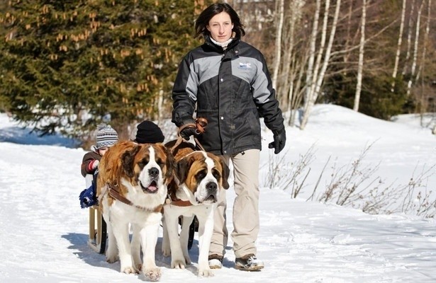 Geo Reportage: St. Bernhard - Von Menschen und Hunden