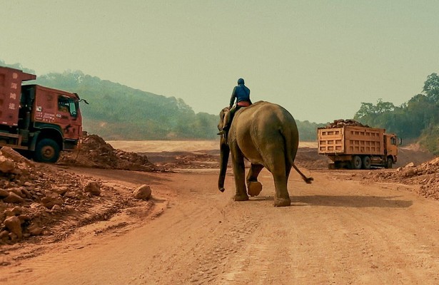 Stealing Giants - Der grausame Handel mit lebenden Elefanten