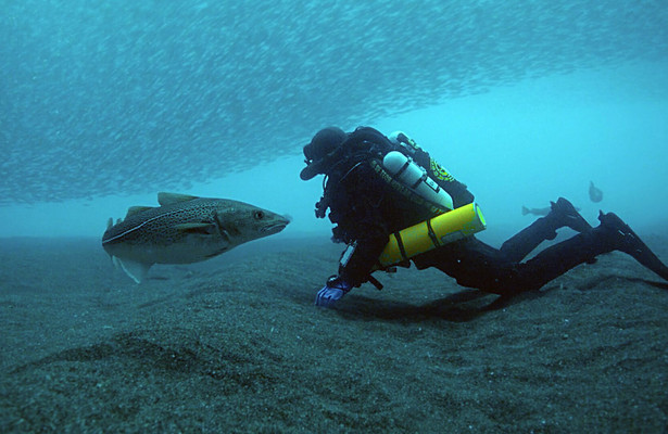 Stelldichein der Lodden vor Neufundland