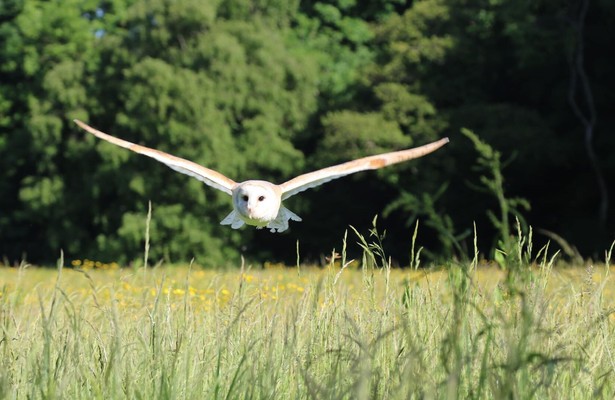 Super Senses: The Secret Power of Animals