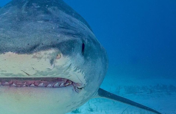 Supersized sharks