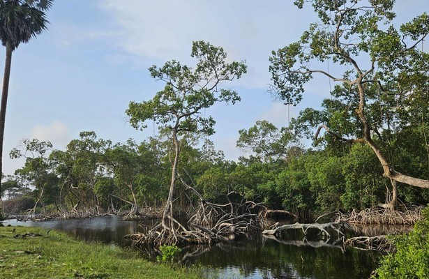 Surfing Hippos - Gabon's Jungle Beach