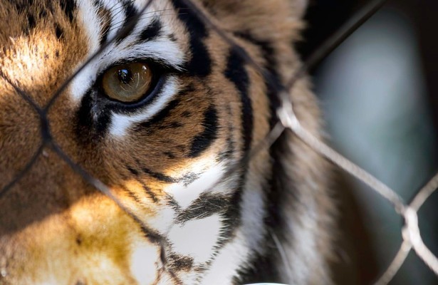Surviving Joe Exotic