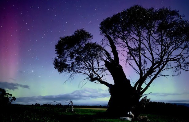 Tasmaniens wundersame Tierwelt