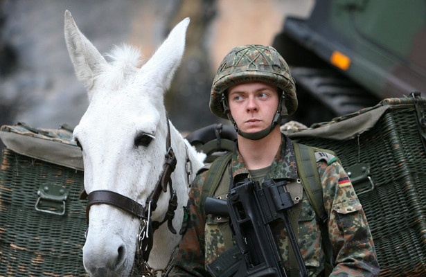 Terra X History: Tiere im Krieg - Spione, Boten und Kämpfer