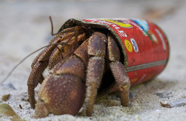 Wild Thailand - The Mysterious North