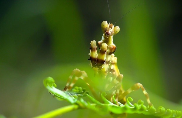Thailand's Wild Side
