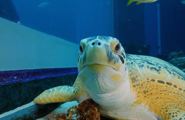 The aquarium