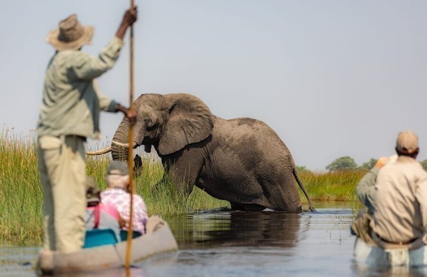 The great elephant tale