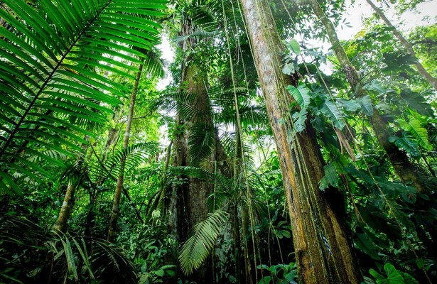 The green planet