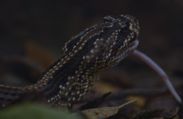 The Hidden World of Snakes