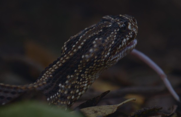 The hidden world of snakes