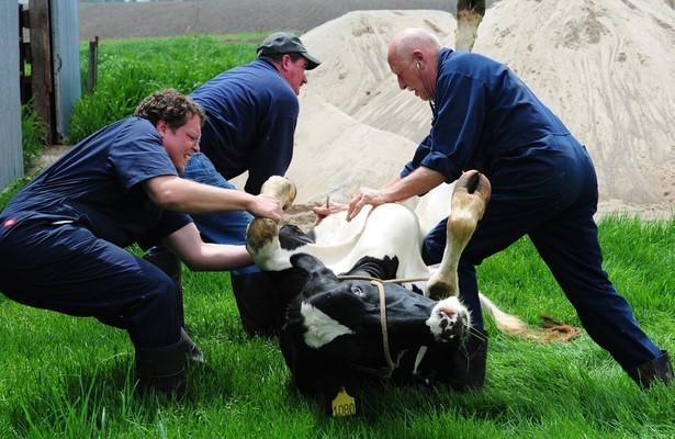 The incredible Dr. Pol