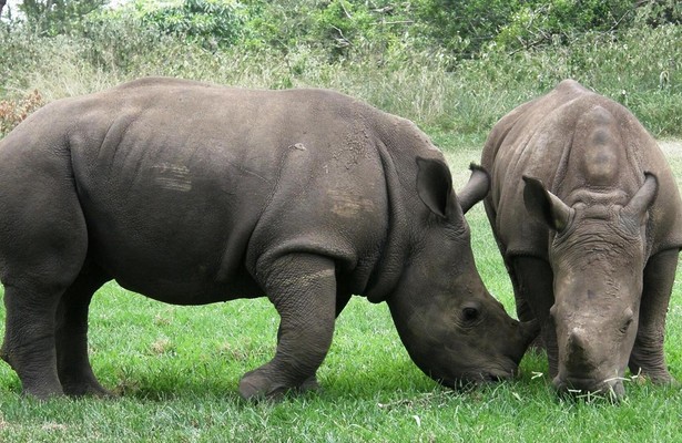 The Rhino Orphanage