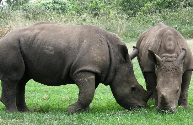 The Rhino Orphanage