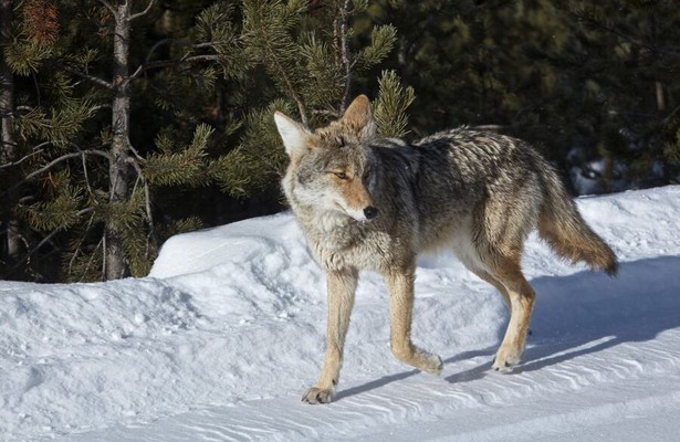 The Rise Of Black Wolf