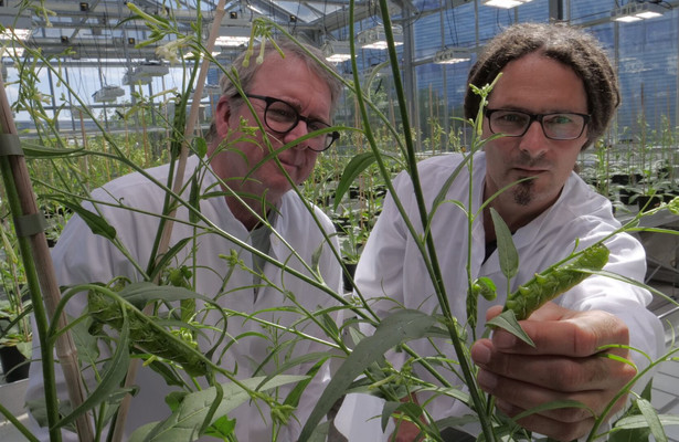 The secret genius of plants