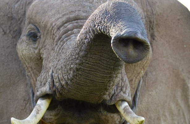 The secret life of elephants