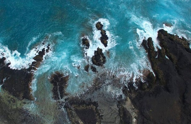 The Sharks of Hawaii