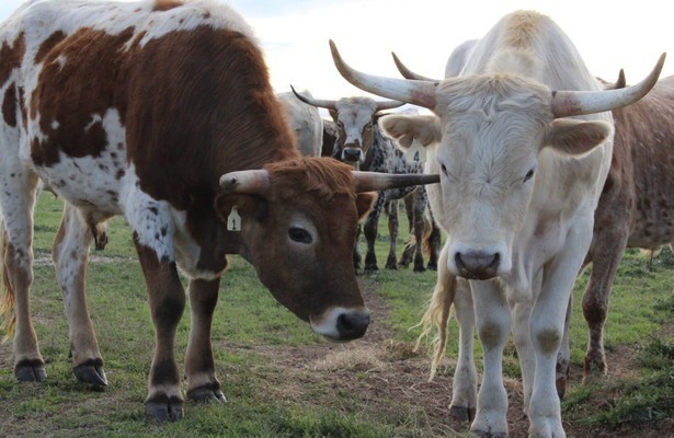 The United States of Animals