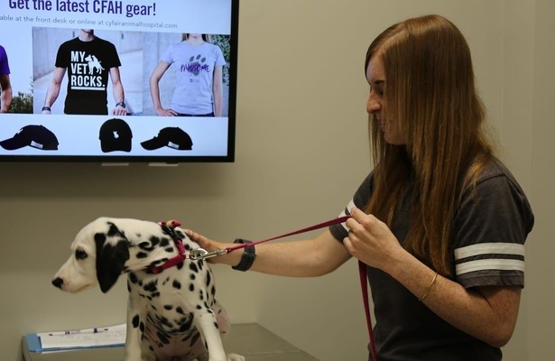 The vet life