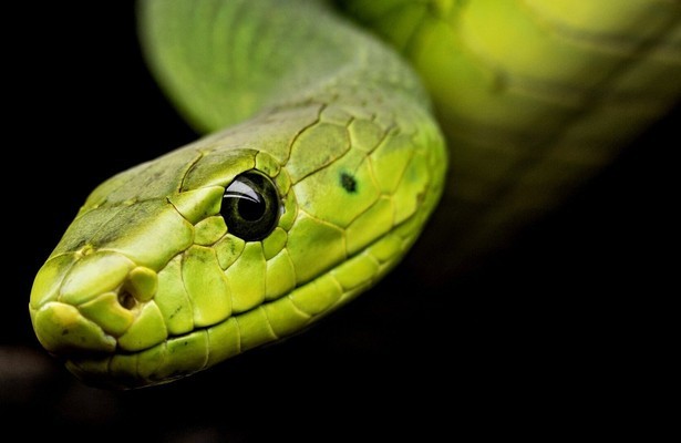 The wonder of animals