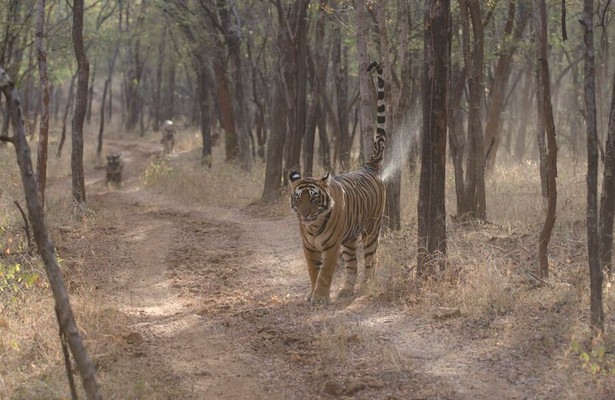 The World's Most Famous Tiger