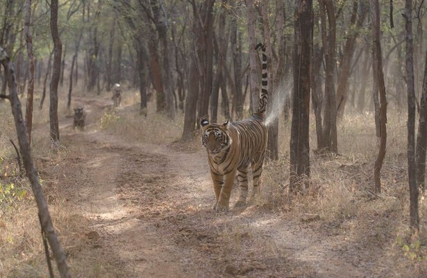The World's Most Famous Tiger