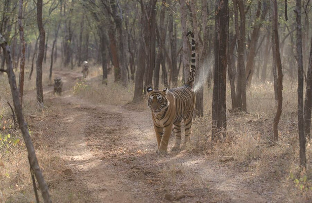 The World's Most Famous Tiger