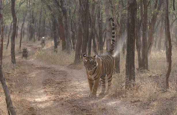 The World's Most Famous Tiger