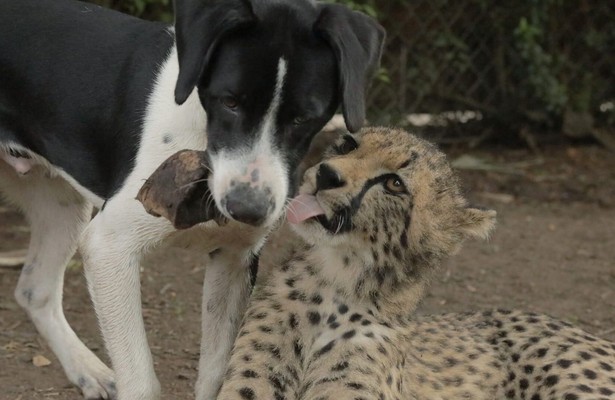 The World's Oddest Animal Couples