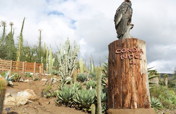 The Zoo: San Diego