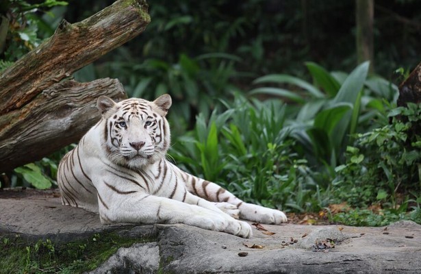 Tiere im Zoo