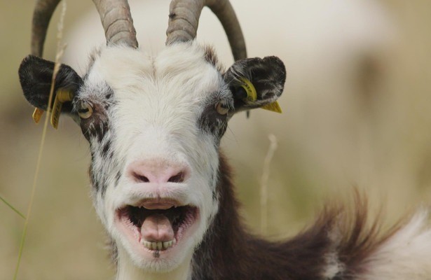 Tierisch schlau!