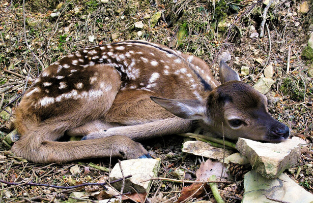 Tierische Burgherren - Das wilde Mittelrheintal