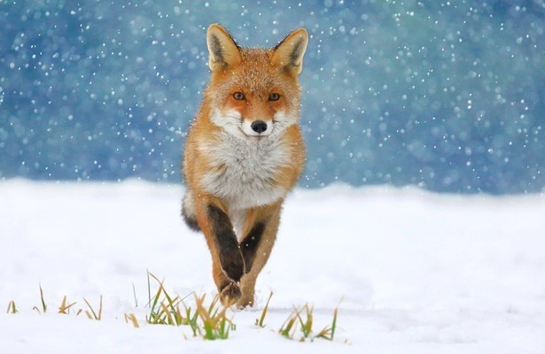 Tierische Superhelden