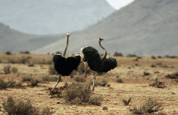 Tierische Überflieger