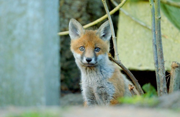 Tierisches Hamburg