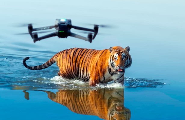 Tiger Island