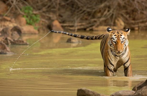 Tiger Queen of Taru