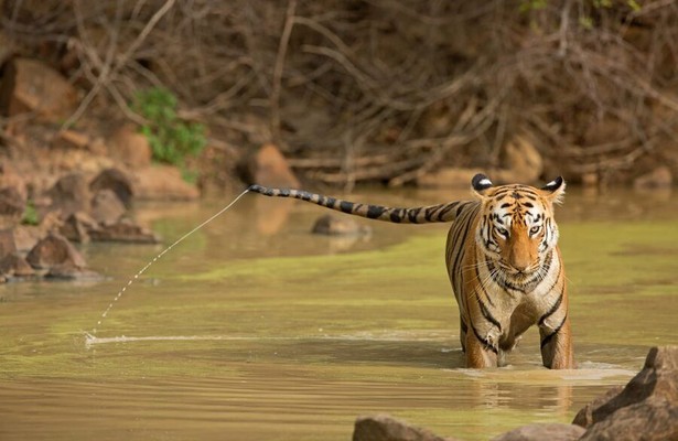 Tiger Queen of Taru
