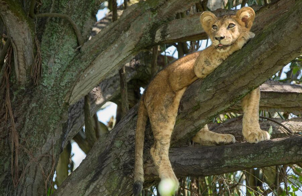 Tree climbing lions