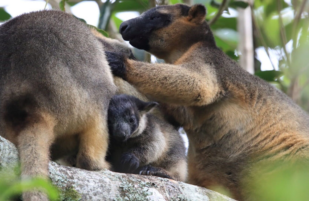 Tree Kangaroos: Ghosts of the Forest